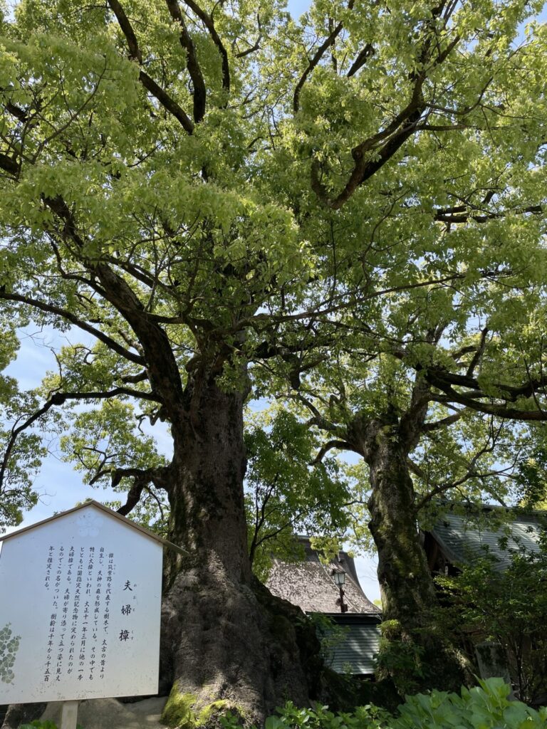 太宰府天満宮の夫婦楠