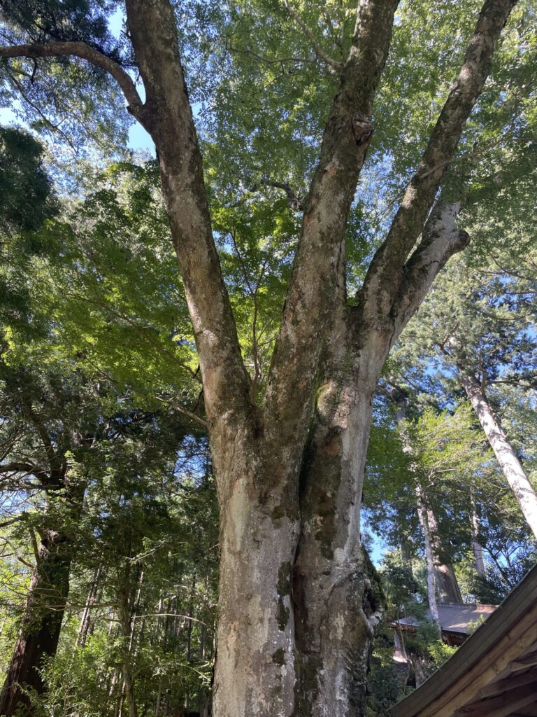 丹生川上神社下社